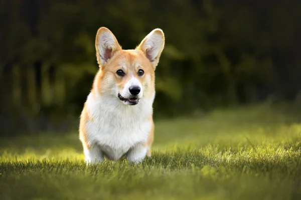 Walesi Corgi Pembroke Kiskutya Áll Füvön — Stock Fotó