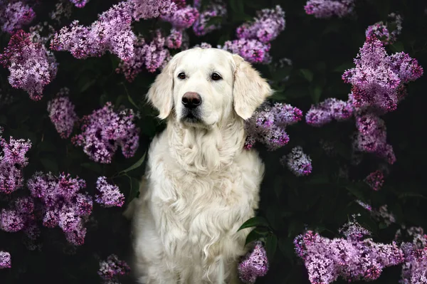 Beau Chien Golden Retriever Posant Fleurs Lilas — Photo