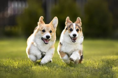 Çimenlerde koşan iki Corgi yavrusu, yaklaşın. 