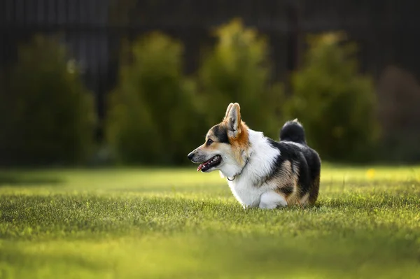 Tricolor Corgi Cachorro Caminando Sobre Hierba Verano —  Fotos de Stock