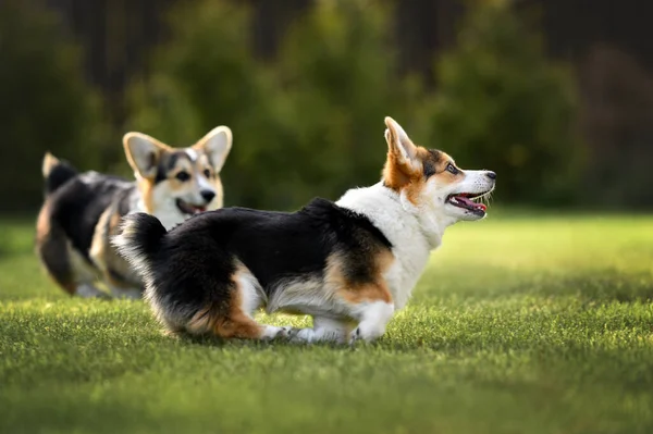 Корги Собак Бегущих Открытом Воздухе Траве — стоковое фото