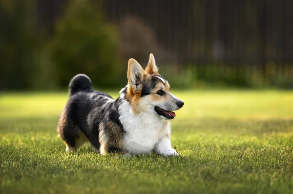 Uroczy Corgi Szczeniak Kłania Się Trawie Lecie — Zdjęcie stockowe