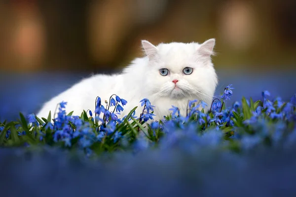 美丽的白色绒毛猫肖像画在绽放着蓝色花朵的田野上 — 图库照片