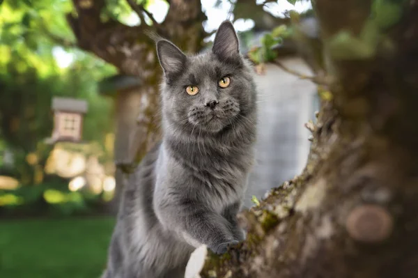 Retrato Cinzento Gato Maine Coon Uma Árvore — Fotografia de Stock