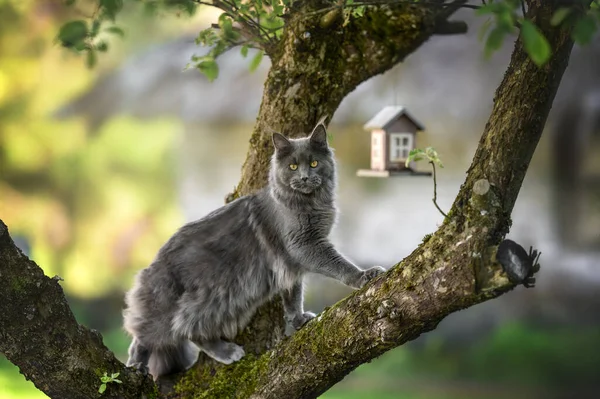 Belle Maine Coon Chat Chasse Pour Les Oiseaux Sur Arbre — Photo