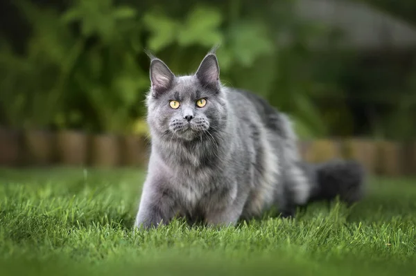 Belle Jeune Maine Coon Chat Marche Extérieur — Photo