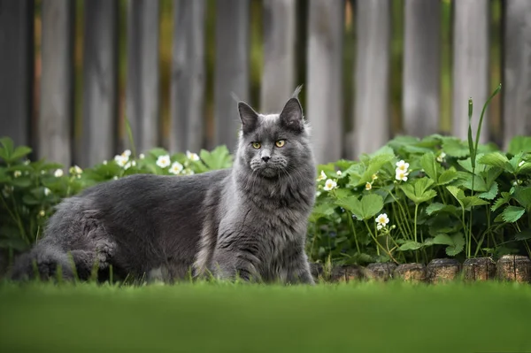 Schöne Maine Coon Katze Die Draußen Garten Steht — Stockfoto