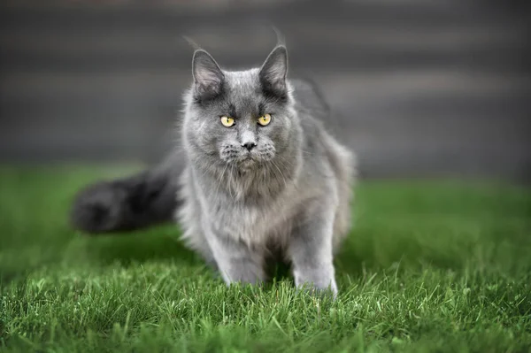 Graue Maine Coon Katze Läuft Auf Gras — Stockfoto