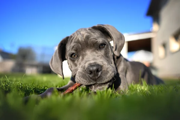 芝生の上で棒を噛む愛らしい子犬 広角の肖像画 — ストック写真