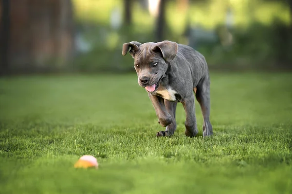 幸せな杖コルソ子犬は屋外でおもちゃで遊んでいます — ストック写真