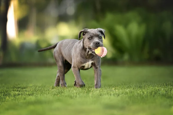 幸せな杖のような子犬が口の中でおもちゃを運ぶ — ストック写真