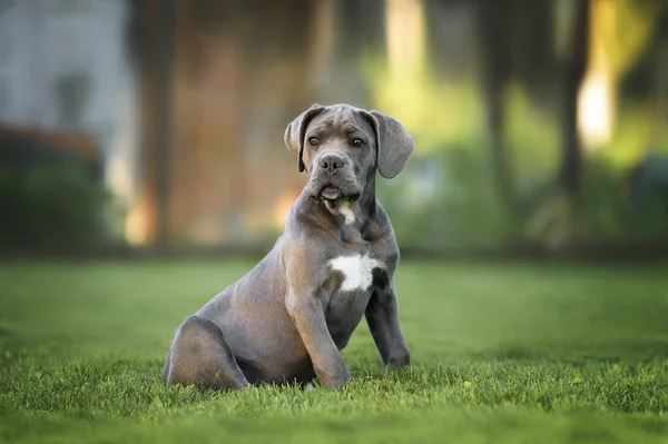 Rieten Corso Puppy Zittend Gras Buiten Zomer — Stockfoto