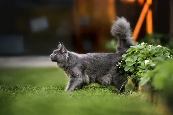 Schöne Graue Maine Coon Katze Die Sommer Draußen Spazieren Geht — Stockfoto