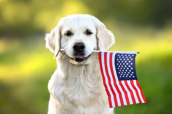 Glücklicher Golden Retriever Hund Mit Amerikanischer Flagge Mund lizenzfreie Stockbilder