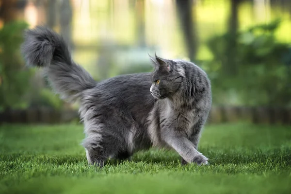 Chat Gris Maine Coon Marchant Extérieur Été — Photo