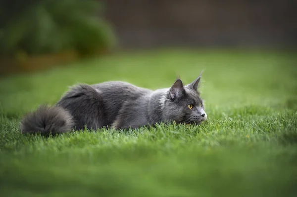 Grå Maine Coon Kat Liggende Ned Græs Jagt - Stock-foto