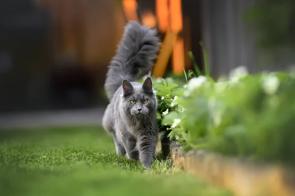 Schöne Graue Maine Coon Katze Die Freien Spazieren Geht — Stockfoto