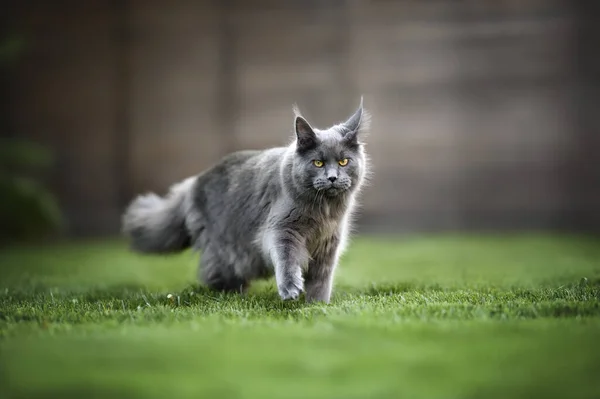Muda Kucing Hitam Berjalan Rumput Musim Panas — Stok Foto