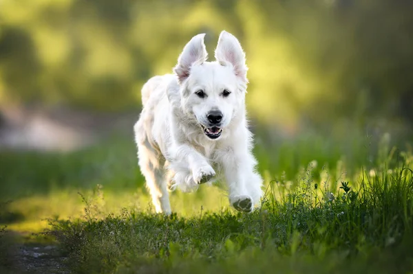 funny golden retriever dog jumping outdoors in summer