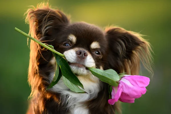 Şirin Chihuahua Köpeği Ağzında Pembe Şakayık Çiçeği Tutuyor — Stok fotoğraf