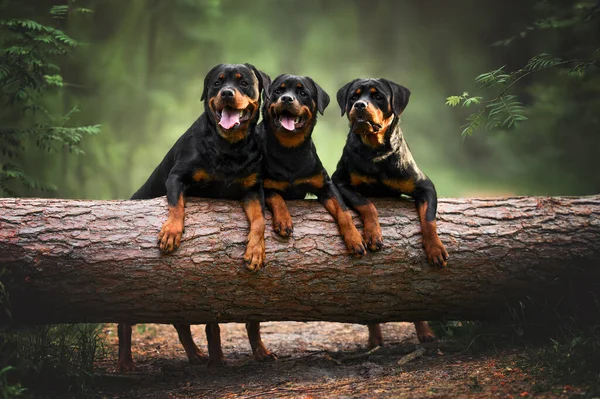 Tre Rottweiler Hundar Poserar Tillsammans Skogen Ett Fallen Träd — Stockfoto