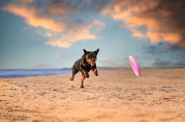Mutlu Rottweiler köpeği gün batımında sahilde koşuyor.