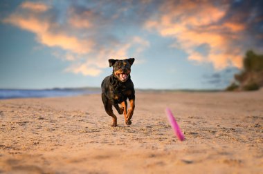 Mutlu Rottweiler köpeği gün batımında sahilde koşuyor.