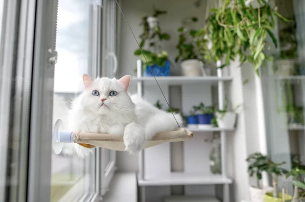 Piękny Biały Puszysty Kot Spoczywa Oknie Wiszące Łóżko — Zdjęcie stockowe