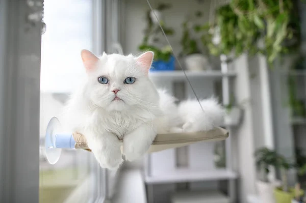 Güzel Beyaz Kedi Pencerede Dinleniyor Hamak Yatağında Asılı — Stok fotoğraf