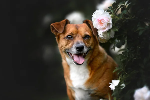 Счастливый Портрет Собаки Смешанной Породы Цветущими Розами Открытом Воздухе — стоковое фото