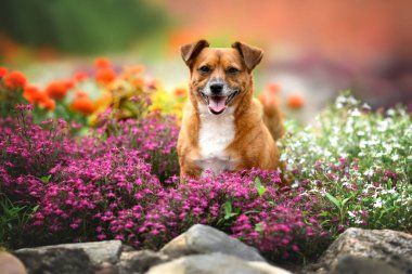 Güzel, mutlu, melez bir köpek. Çiçeklerle poz veriyor.
