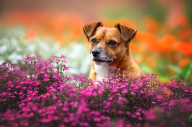 Açık havada açan mor çiçeklerin içinde poz veren güzel melez bir köpek.
