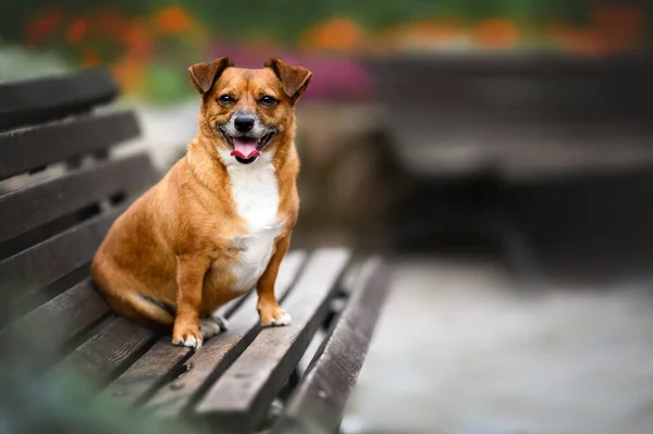 Happy Jack Russell Terrier Mix Dog Posing Bench Park — 图库照片