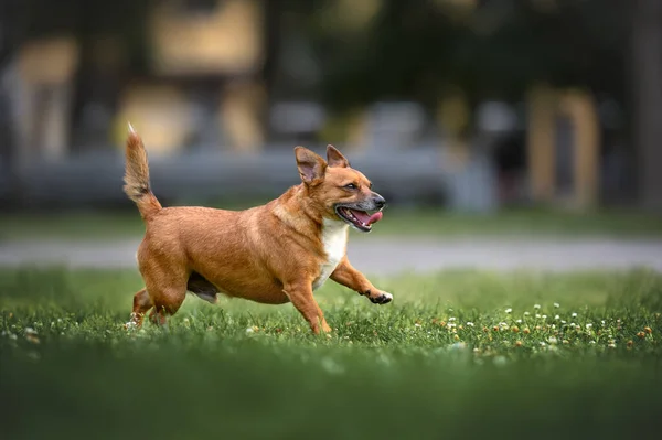 Feliz Mestiço Cão Correndo Parque — Fotografia de Stock