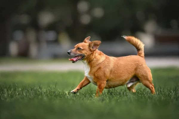 Happy Mixed Breed Dog Running Park Summer — Stockfoto