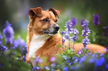 Yazın açık havada küçük melez köpek portresi