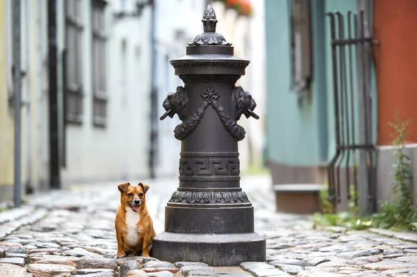 Ευτυχής Κόκκινο Μικτή Φυλή Σκυλί Ποζάρουν Στην Παλιά Πόλη Της — Φωτογραφία Αρχείου