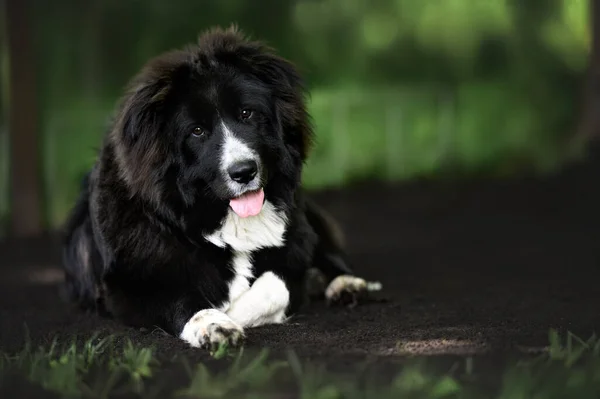 Large Mixed Breed Puppy Lying Outdoors — Stockfoto