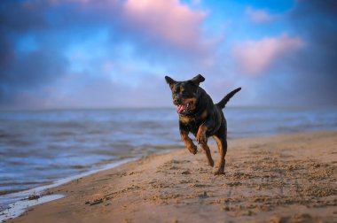 Mutlu Rottweiler köpeği sahilde koşuyor