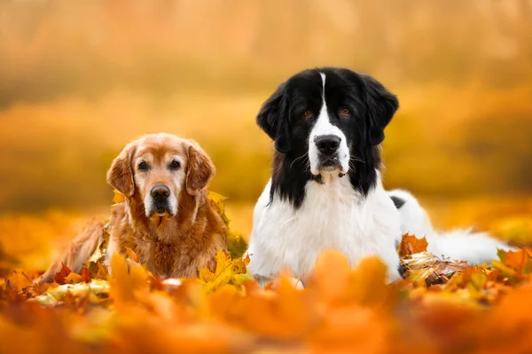 Two Beautiful Dogs Lying Fallen Leaves Outdoors Autumn — Stock Photo, Image