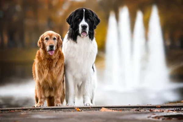 Landseer Golden Retriever Dogs Standing Park Together — Fotografia de Stock