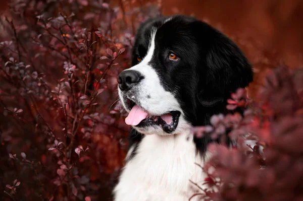 Beautiful Landseer Dog Portrait Autumn — Foto de Stock