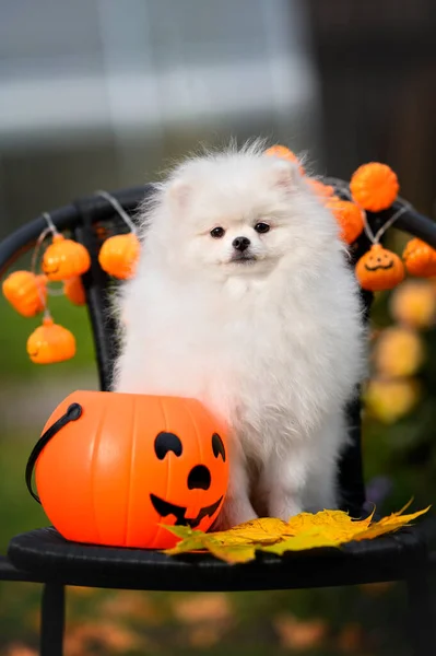 Pomeranian Spitz Pies Pozowanie Zewnątrz Halloween — Zdjęcie stockowe