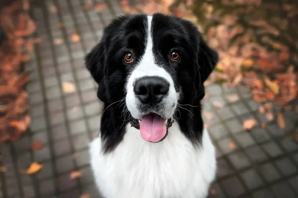Happy Landseer Dog Portrait Top View — Stockfoto