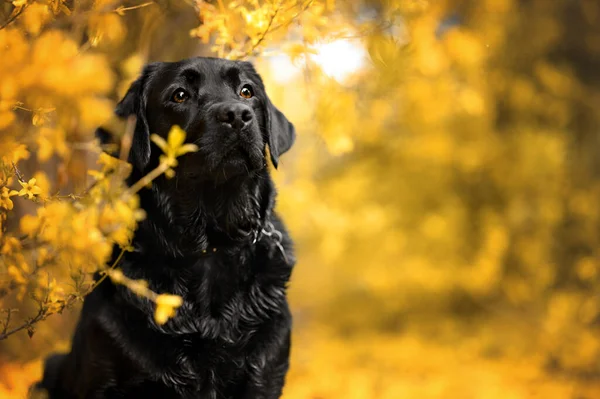 Siyah Labrador Köpek Portresi Sonbaharda Açık Havada — Stok fotoğraf