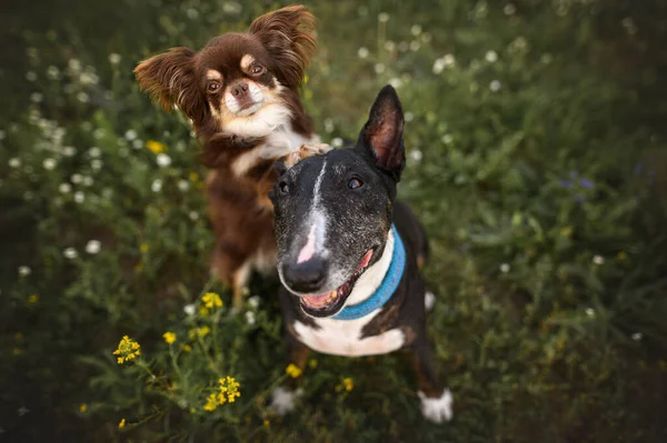 two adorable dogs posing together in summer, top view portrait with happy dogs