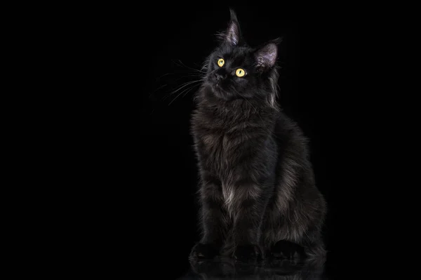 Black Maine Coon Kitten Sitting Black Background — стоковое фото