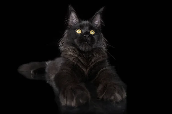 Black Maine Coon Kitten Lying Black Background — стоковое фото