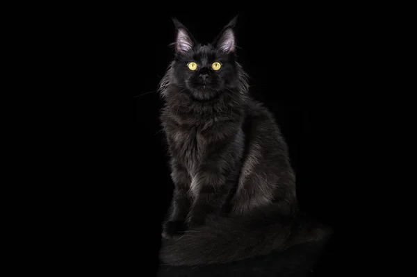Piękny Czarny Maine Coon Kotek Siedzi Czarny Studio Tło — Zdjęcie stockowe