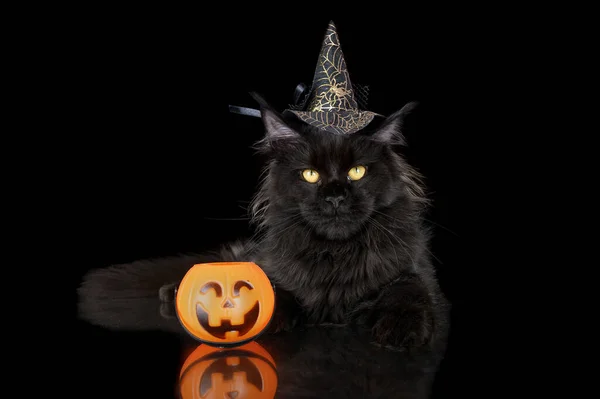 black cat in a witch hat with pumpkin posing for halloween